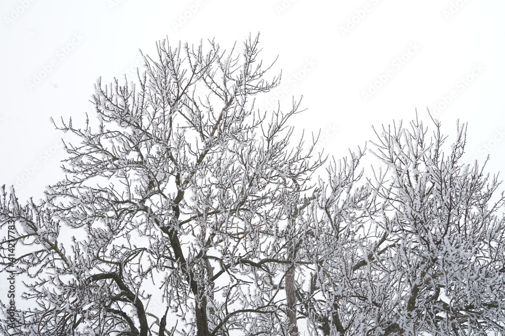 silhouette of almond trees with frost snow silhouette of almond trees with frost snow