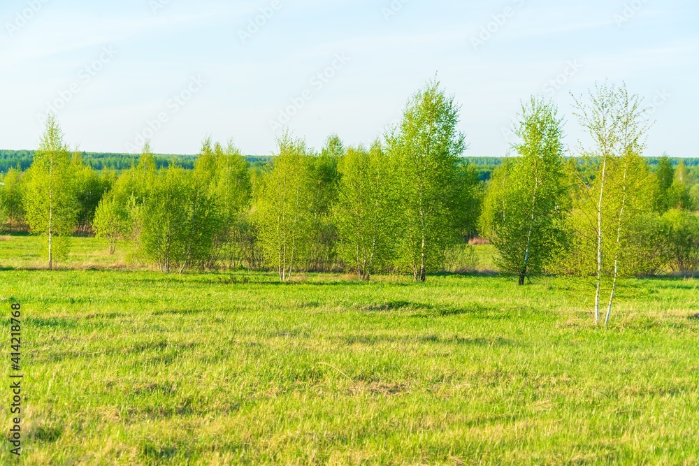 Fototapeta premium Natural landscape with young birch forest