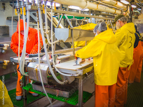 Workers at a processing table, cleaning Sockeye Salmon on a cannery ship.