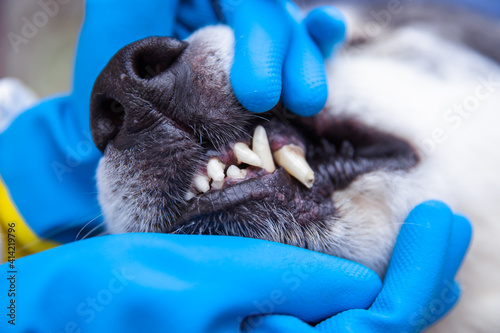 Veterinarian doctor inspecting dog teeth at vet clinic. concept medicine, pet, animals, health care and people