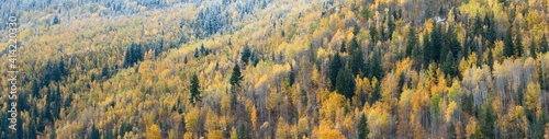 Canada, British Columbia. Mixed tree forest with light dusting of snow, Wells Gray Provincial Park.