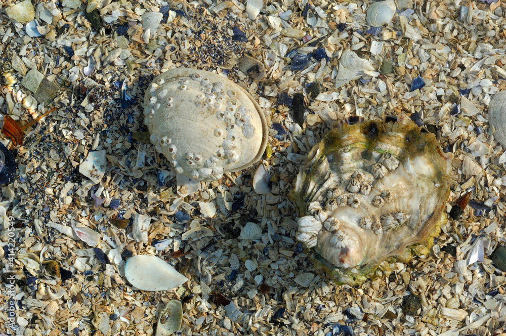 Canada, British Columbia, Cabbage Island. Barnacle covered shells at low tide Canada, British Columbia, Cabbage Island. Barnacle covered shells at low tide