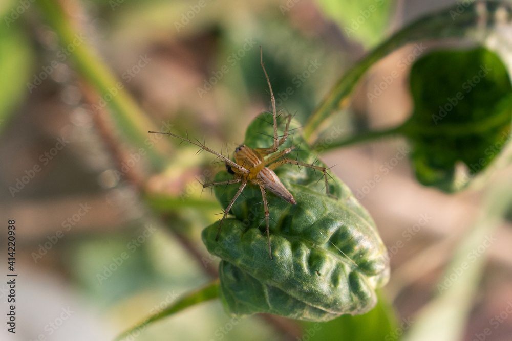 Fototapeta premium Macro spider on the leaf