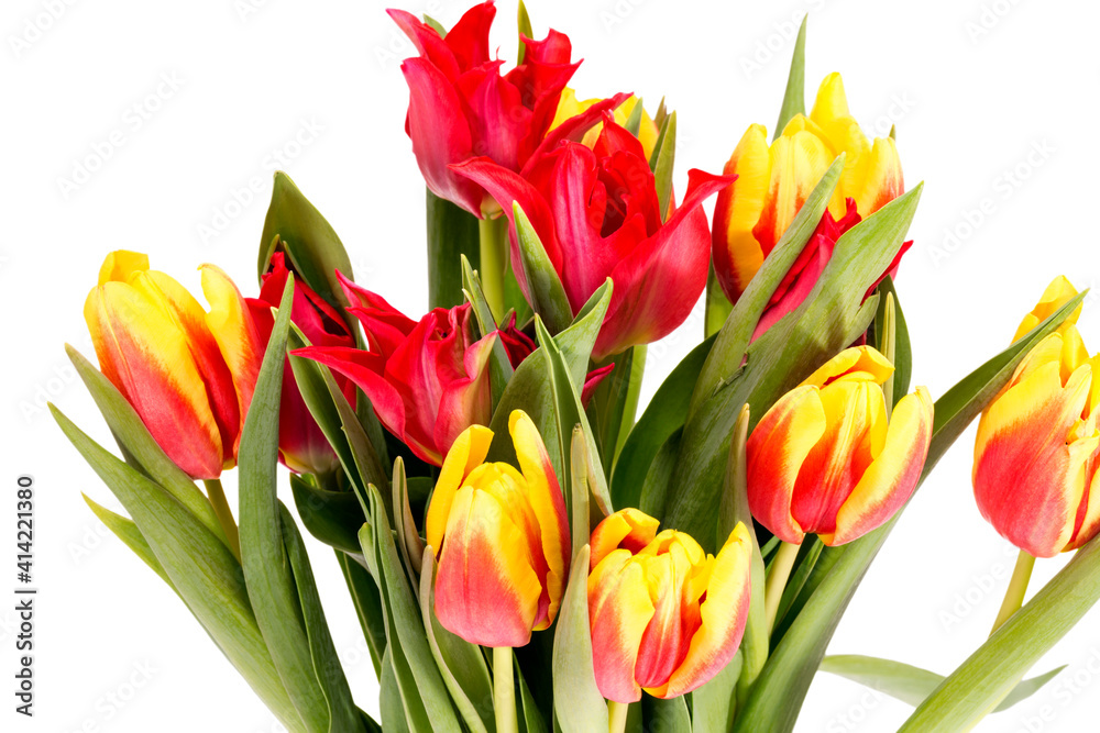Bouquet of colorful spring flower of tulips isolated on white background, close up Bouquet of colorful spring flower of tulips isolated on white background, close up