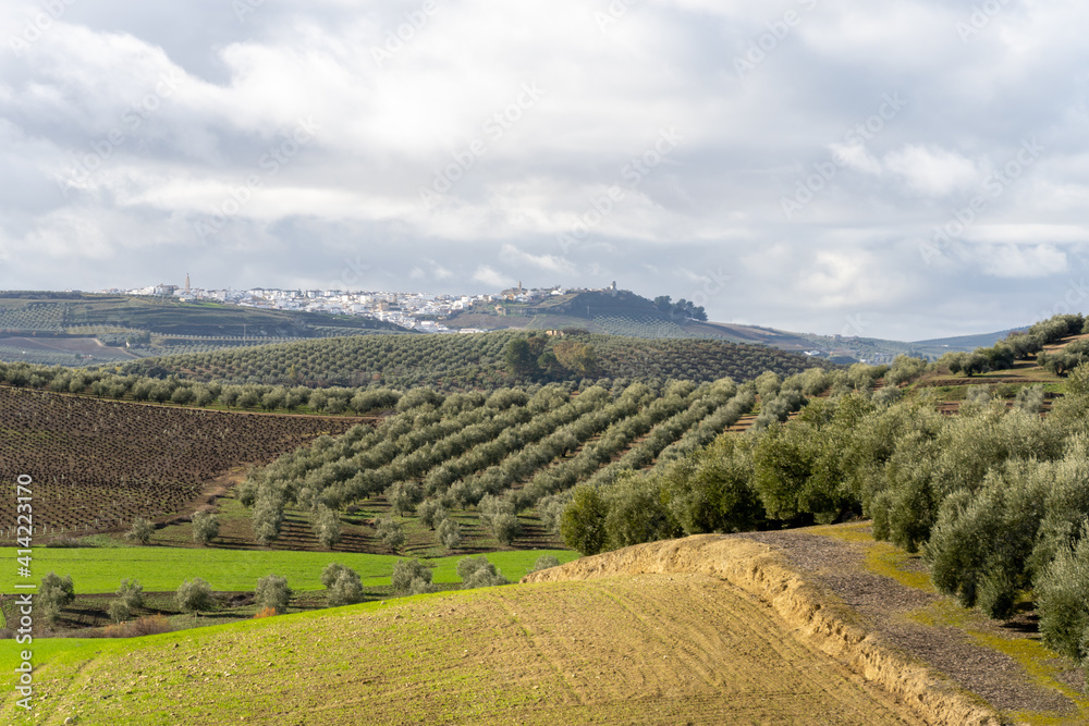 Stock photo of rural village with white houses in the middle of olive trees plantation. Aguilar de la Frontera, Spain.
