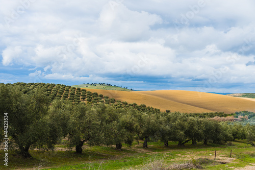 Stock photo of beautiful landscape in the countryside surrounded by olives trees.