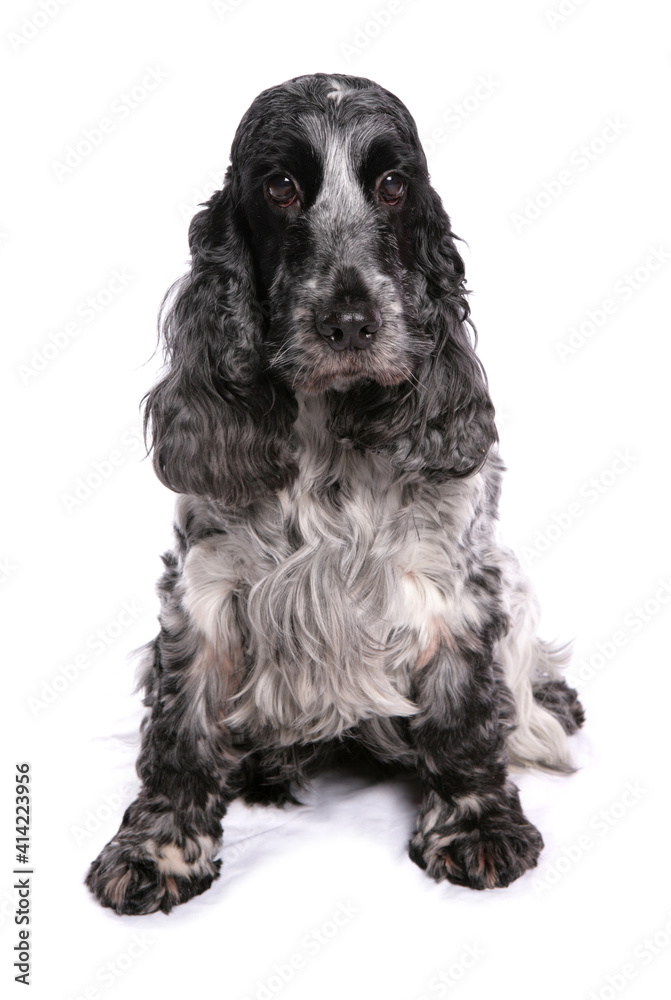 English Cocker Spaniel 3