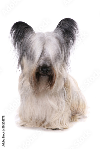 Картината върху платно Skye Terrier 2
