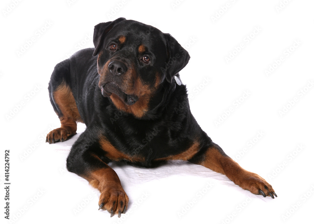 Rottweiler 12