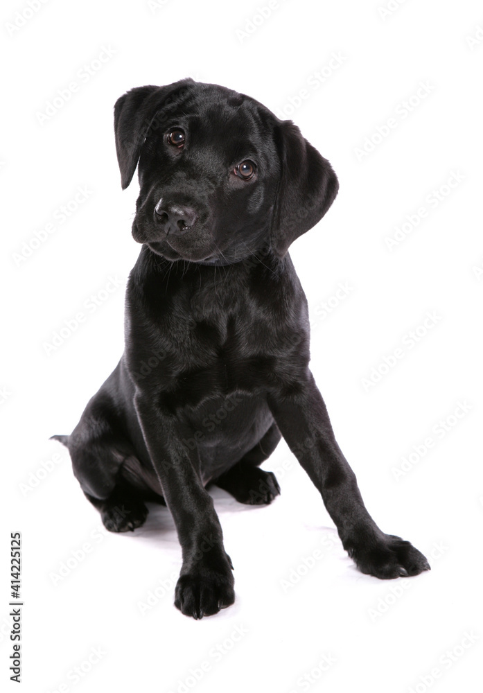 Labrador Puppy 3