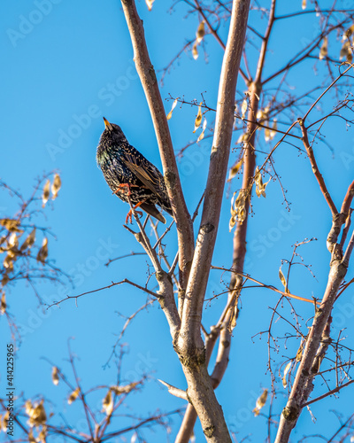 Photo Starling sitting high on the tree branch, blue sky in background