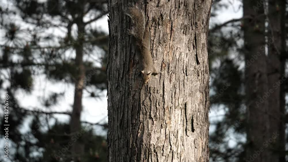 Two young squirrels chase each other around a tree. Two young squirrels chase each other around a tree.