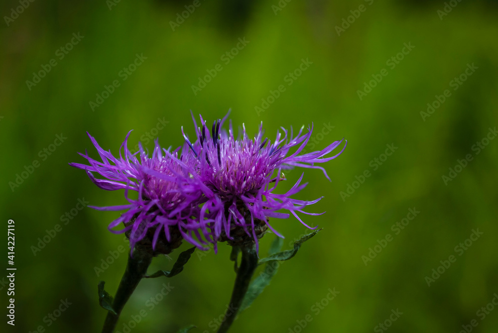 Beautiful wildflowers on a green meadow. Warm summer evening. Beautiful rural landscape with sunrise. Wild flowers blooming in the sunset Summer scene view Beautiful wildflowers on a green meadow. Warm summer evening. Beautiful rural landscape with sunrise. Wild flowers blooming in the sunset Summer scene view