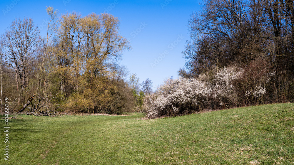 Wiese mit blühenden Bäumen und Sträuchern Wiese mit blühenden Bäumen und Sträuchern