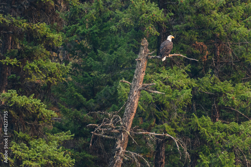 Canada, British Columbia. Bald eagle perched on a snag.