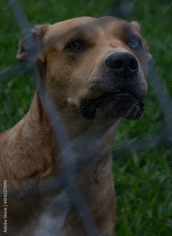 dog with heterochromia locked up 