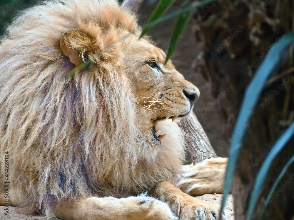Naklejka premium Close-up of a lying lion with bushy mane in right side view with telephoto lens.