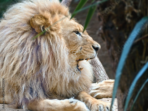 Close-up of a lying lion with bushy mane in right side view with telephoto lens. photo