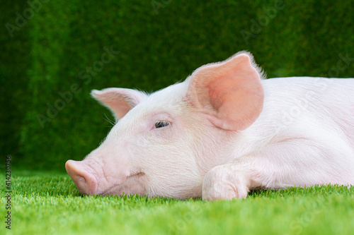 Piglet lying on green grass