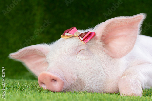 Piglet lies on green grass with a bow