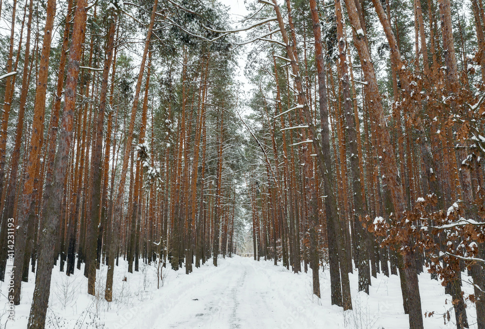 Winter forest with tall pines covered with snow Winter forest with tall pines covered with snow