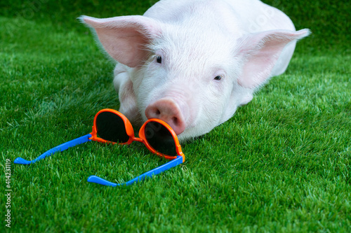 Piglet in sunglasses on green grass