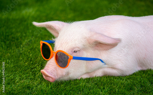 Piglet in sunglasses on green grass