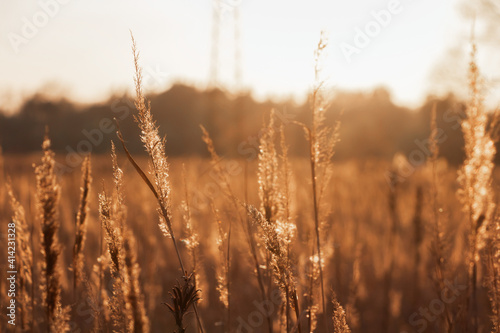 Field of dry grass under the rays of setting sun. Natural background.