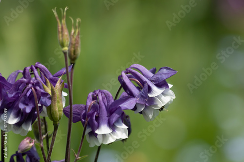 Purple and white flowers of Aquilegia Vulgaris