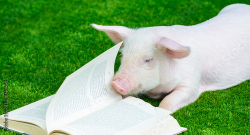 A pig reads a book on the grass