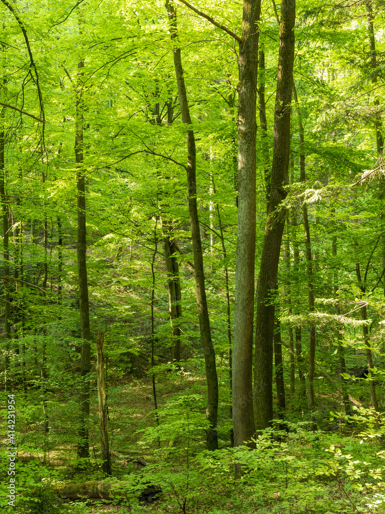 Wald mit Blick zwischen Baumstämmen Wald mit Blick zwischen Baumstämmen