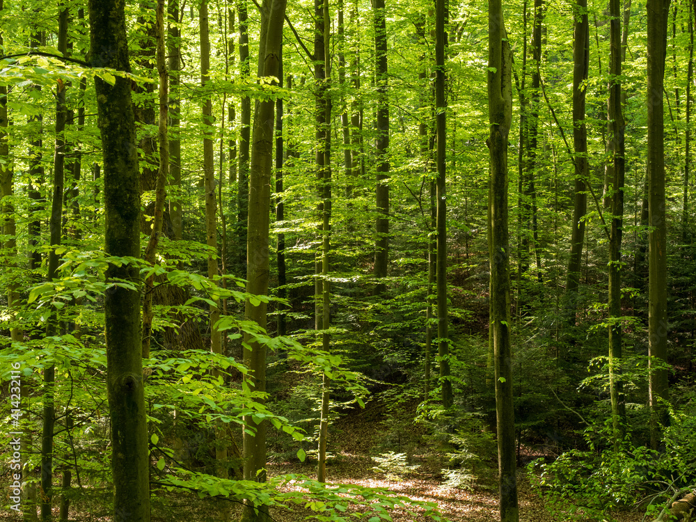Fototapeta premium Wald mit Blick zwischen Baumstämmen
