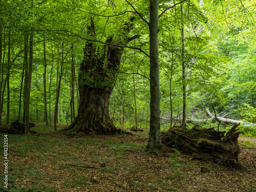 Alter Baumstamm im sommerlichen Wald