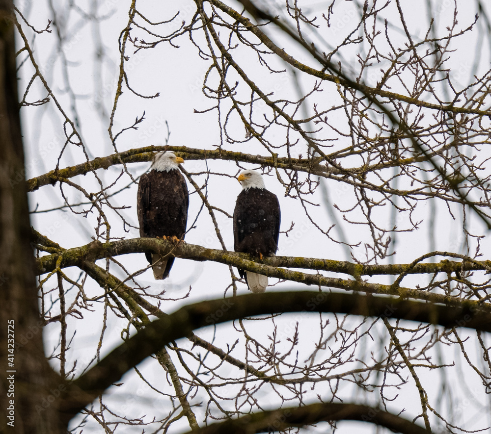 Pair of Bald Eagles perched on tree branch in February