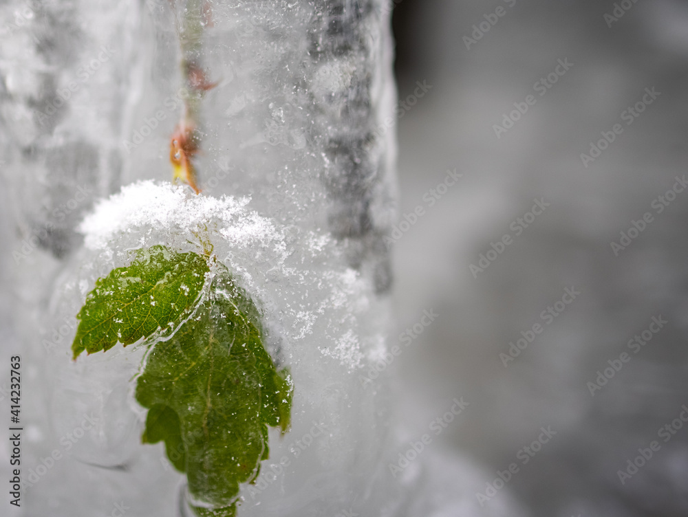Macro of leaf frozen in icicle