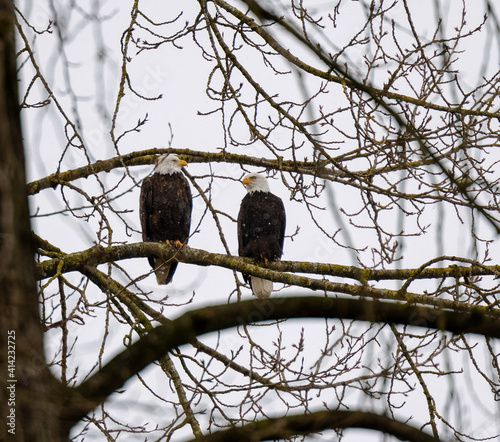 Obraz na płótnie Pair of Bald Eagles perched on tree branch in February w salonie