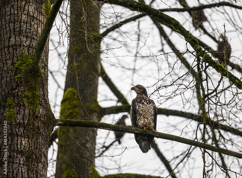 Juvenile Bald Eagle perched on tree surrounding by other Bald Eagles in February