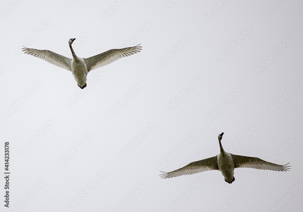 Pair of Trumpeter swans (Cygnus buccinator) flying overcast winter day
