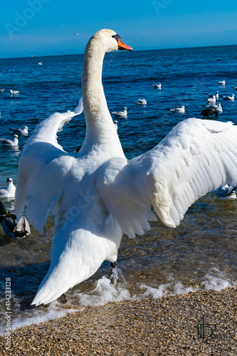 The swan spread its wings