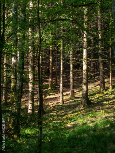 Blick in Wald auf Nadelholzstämme