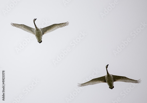 Obraz na płótnie Pair of Trumpeter swans (Cygnus buccinator) flying overcast winter day w salonie