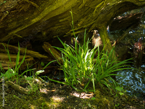 Grasbüschel mit Holzstücken