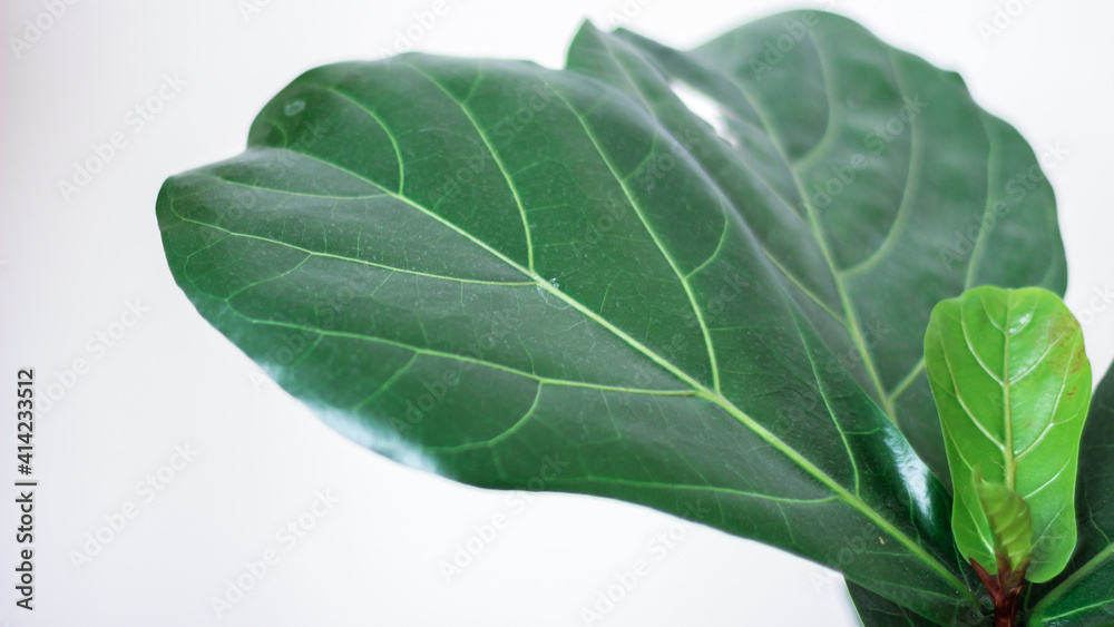 Creative layout of colorful tropical leaves on a white background. Minimal summer exotic concept with copy space. there is a beautiful ficus tree. Stylish modern interior. Green house plant