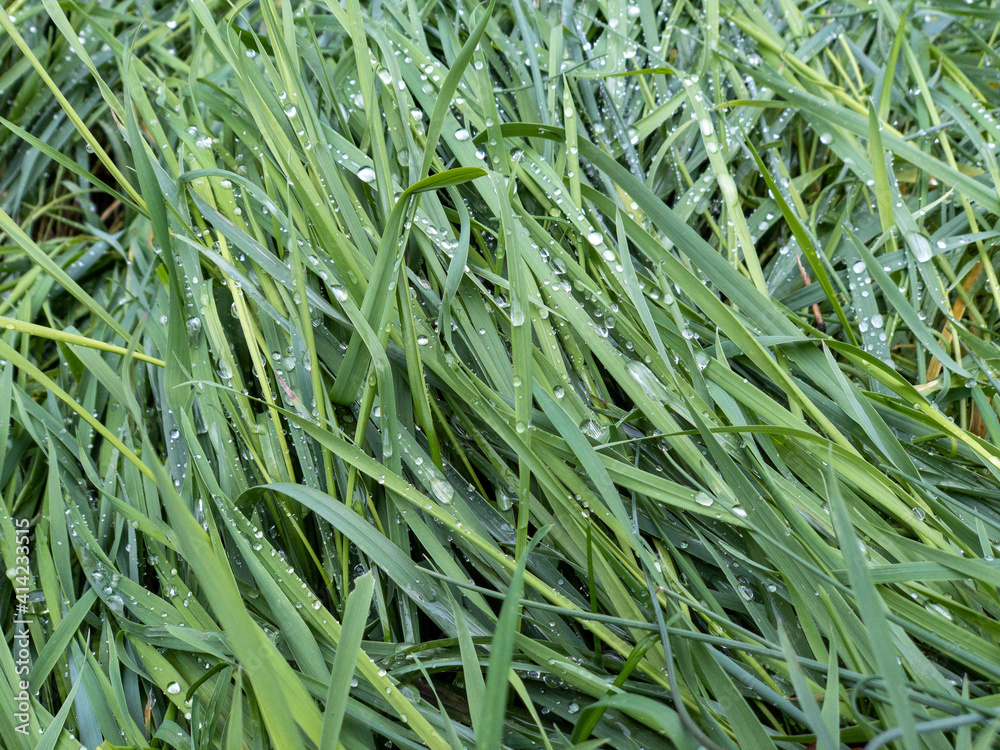 Obraz premium Vollformatige Aufnahme von Gras mit Tautropfen