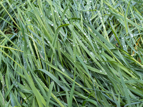 Vollformatige Aufnahme von Gras mit Tautropfen