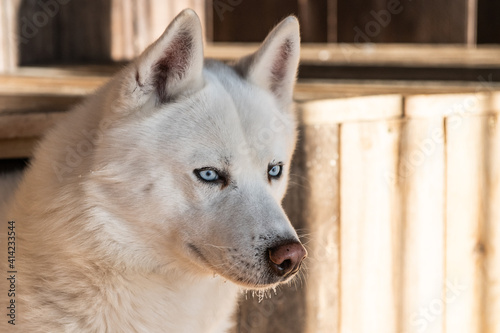 Siberian husky dog with white fur and blue eyes