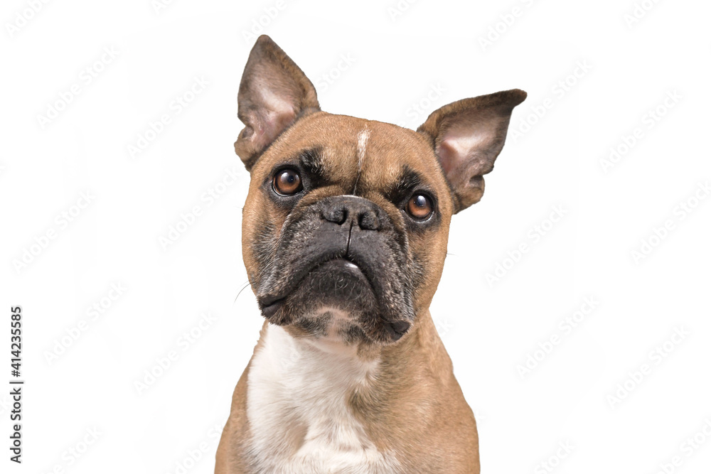 Portrait of a fawn French Bulldog dog with pointy ears isolated on white background 