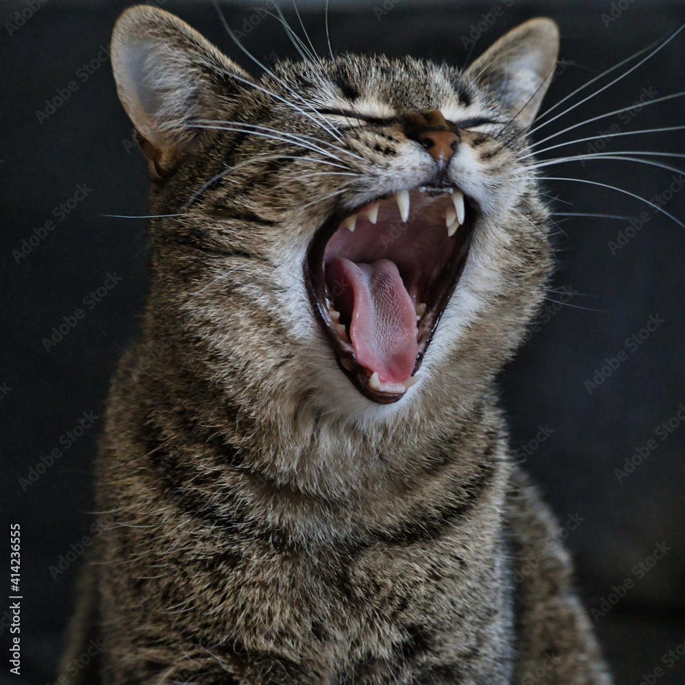 Katze ist müde