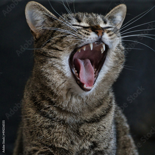 Obraz na płótnie Katze ist müde w salonie