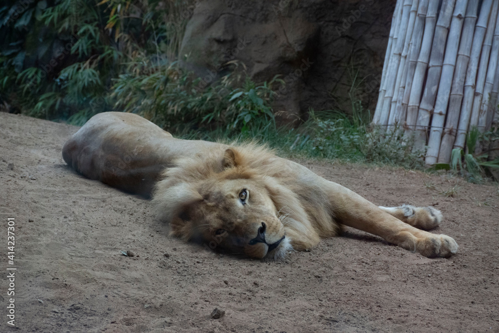Naklejka premium Teneryfa, Loro Parque. Lew